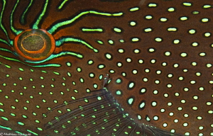 Canthigaster papua by Mathieu Foulquié 